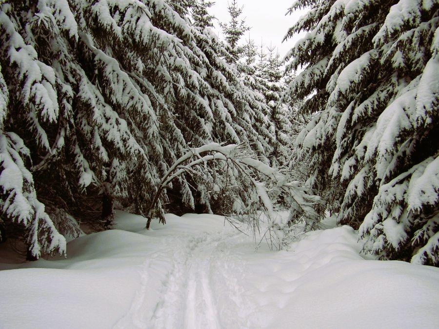 Winter-