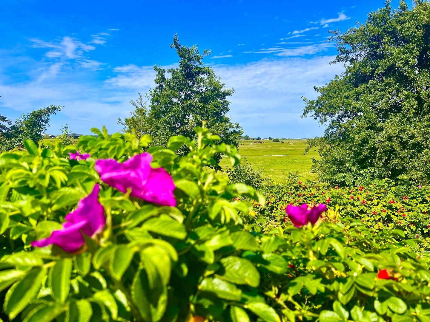 Garten - Weitblick