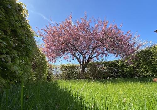 Gepflegte Gartenanlage Blick II