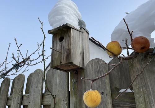 Vogelhäuschen