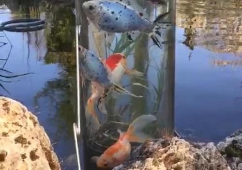 Fischturm im Teich