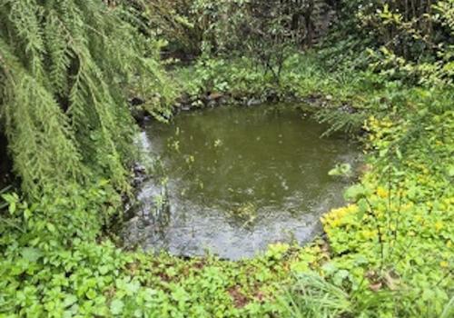 Teich