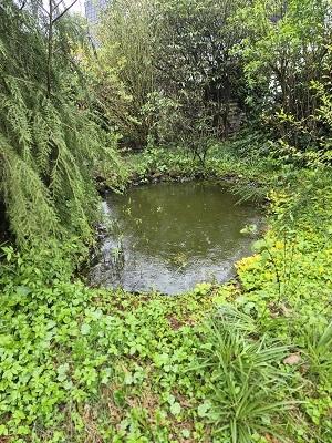 Teich