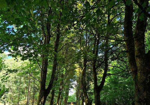 Untere Allee