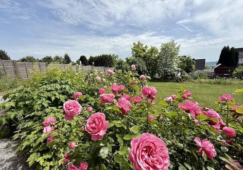 Gartenimpressionen