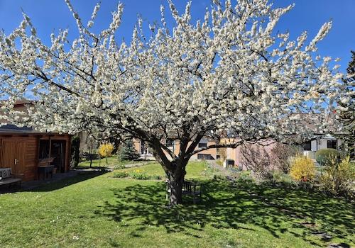 Kirschblüte