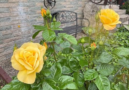Rosen vor dem Haus