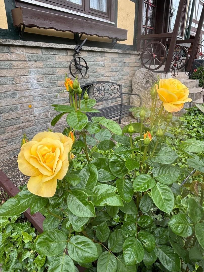 Rosen vor dem Haus