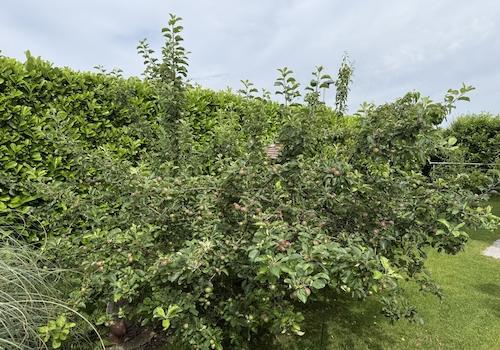 Rückansicht mit Garten