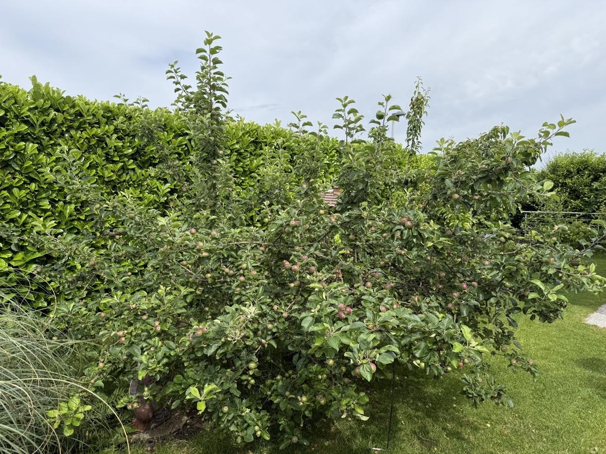 Rückansicht mit Garten