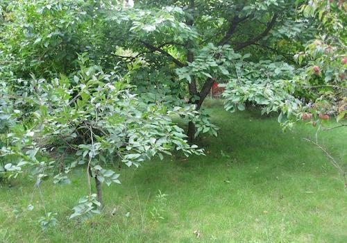 Garten