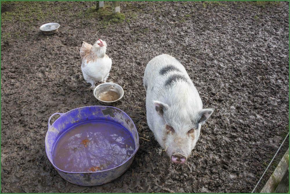 Schwein und Huhn