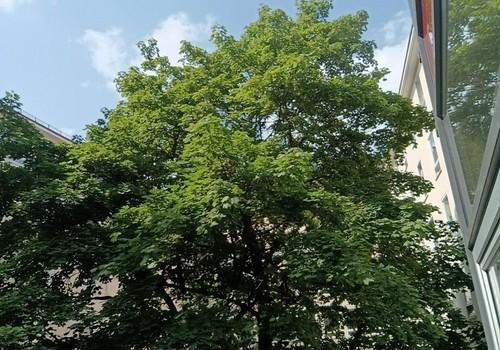 begrünter Innenhof