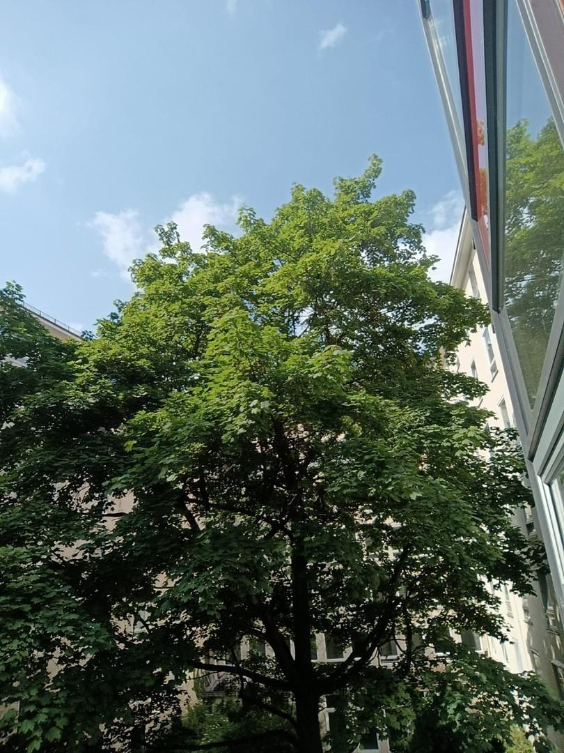begrünter Innenhof