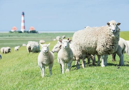 Westerhever Leuchturm