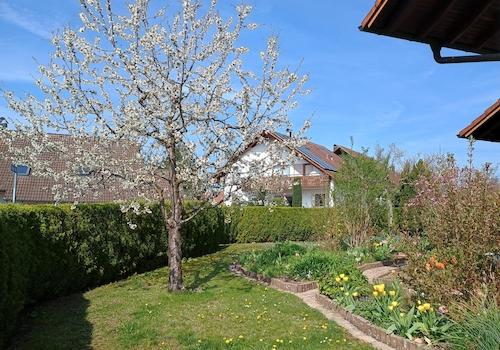 Kirschblüte