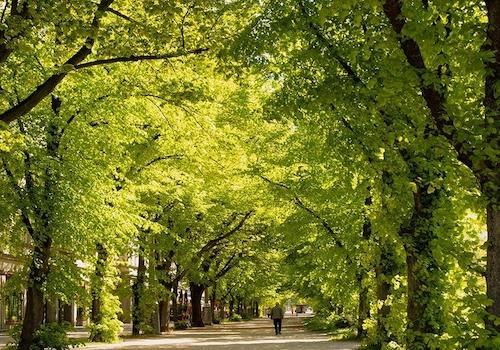Baumallee Karl-Marx-Allee