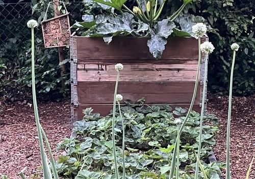 Gemüsegarten Sommer