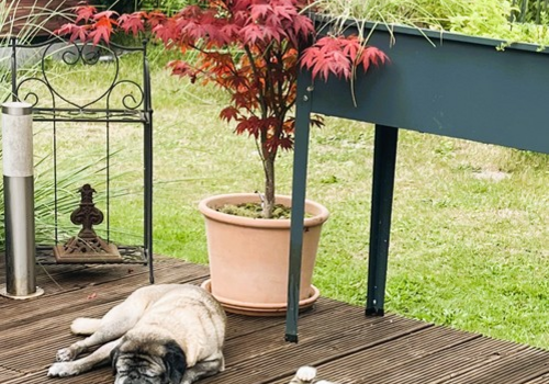 Hund Katze fühlen sich wohl