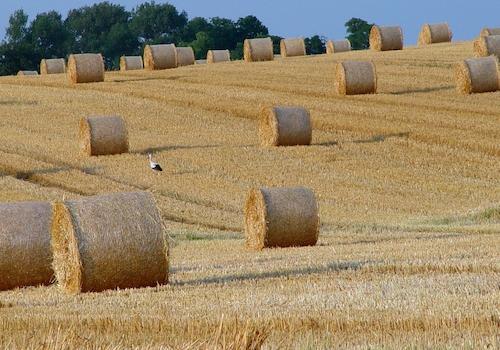 Landwirtschaftsflächen MUSTERFOTO