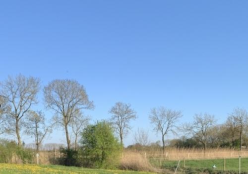 Weidefläche