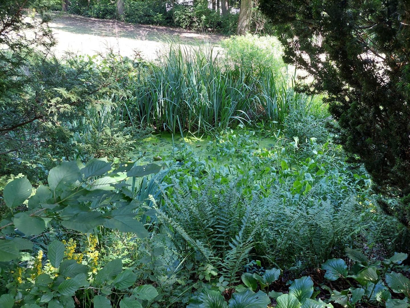 Naturteich