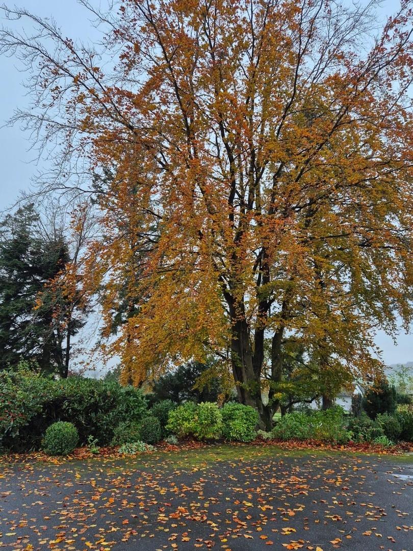 Garten 2