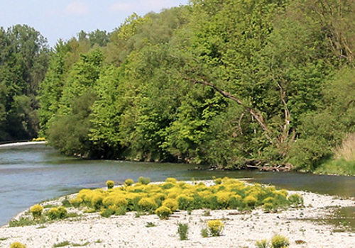 Isarauen