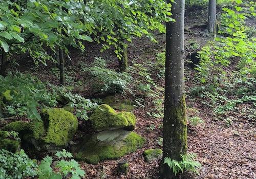 Bayrischer Wald