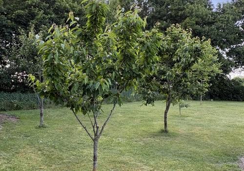 Obstbäume
