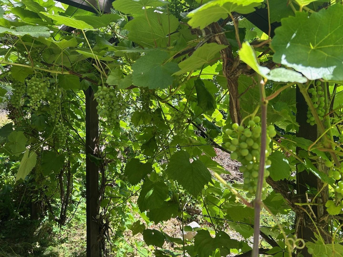 Garten mit div. Obstgehölzen