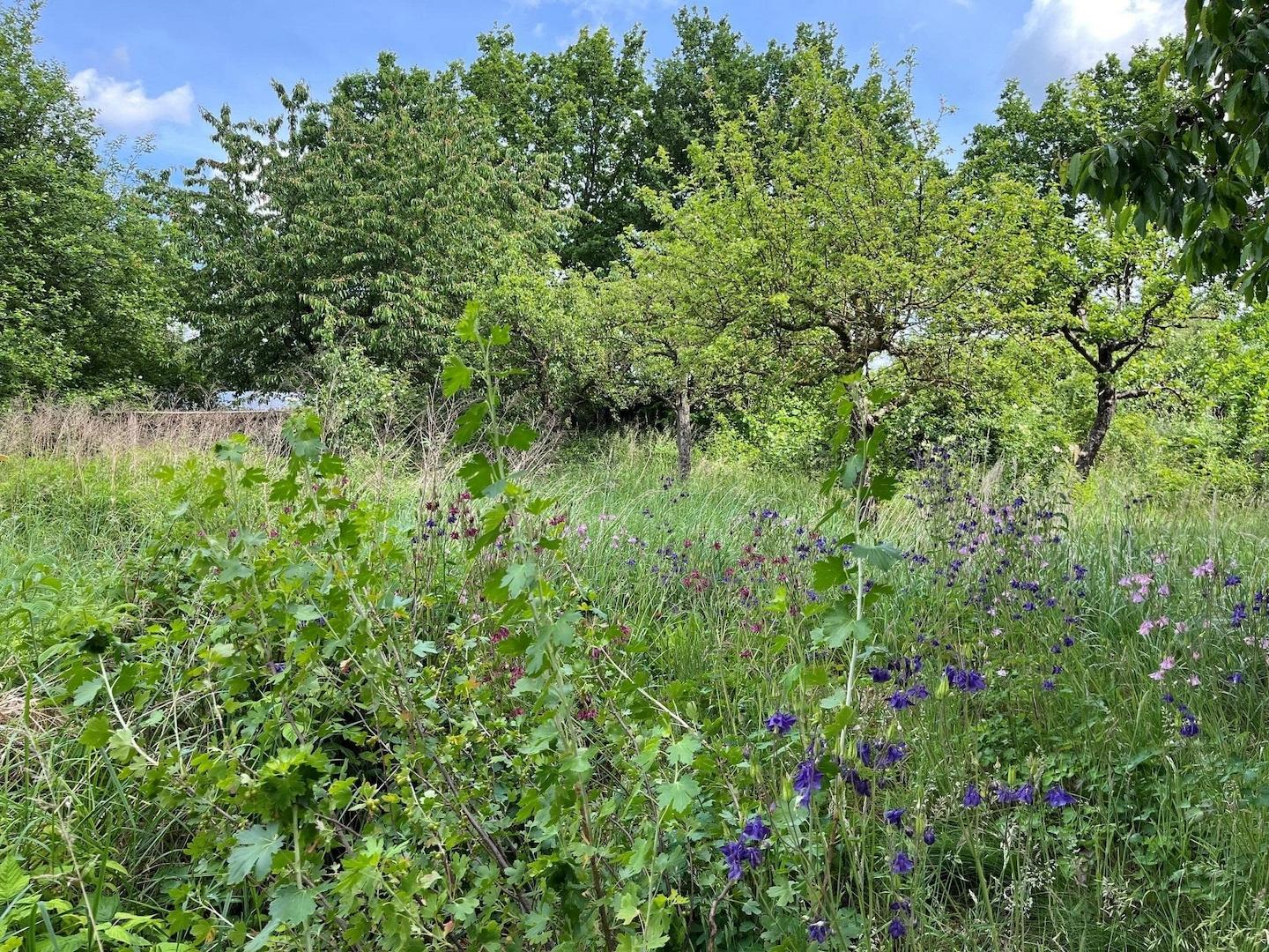 Garten2