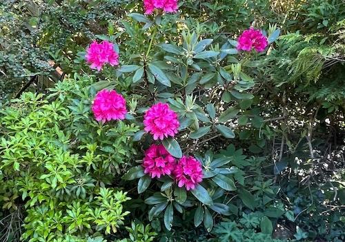 Gartenimpressionen
