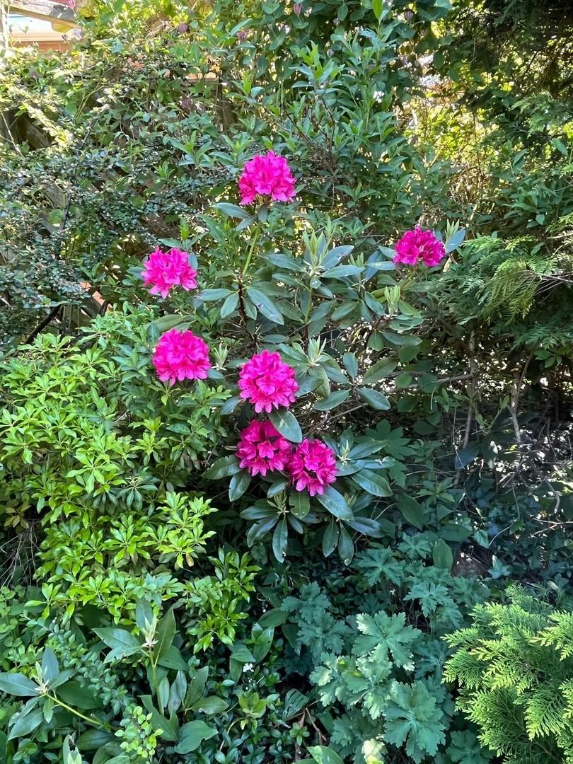 Gartenimpressionen