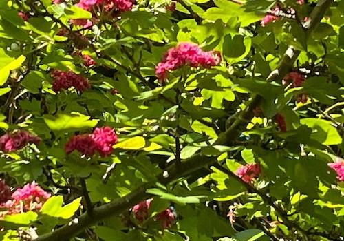 Gartenimpressionen