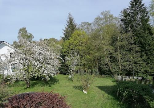 Blick in den Garten