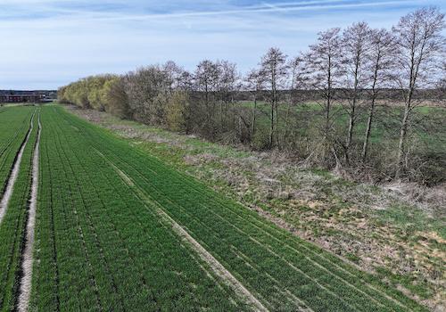 Blick auf Acker + Baumbestand 
