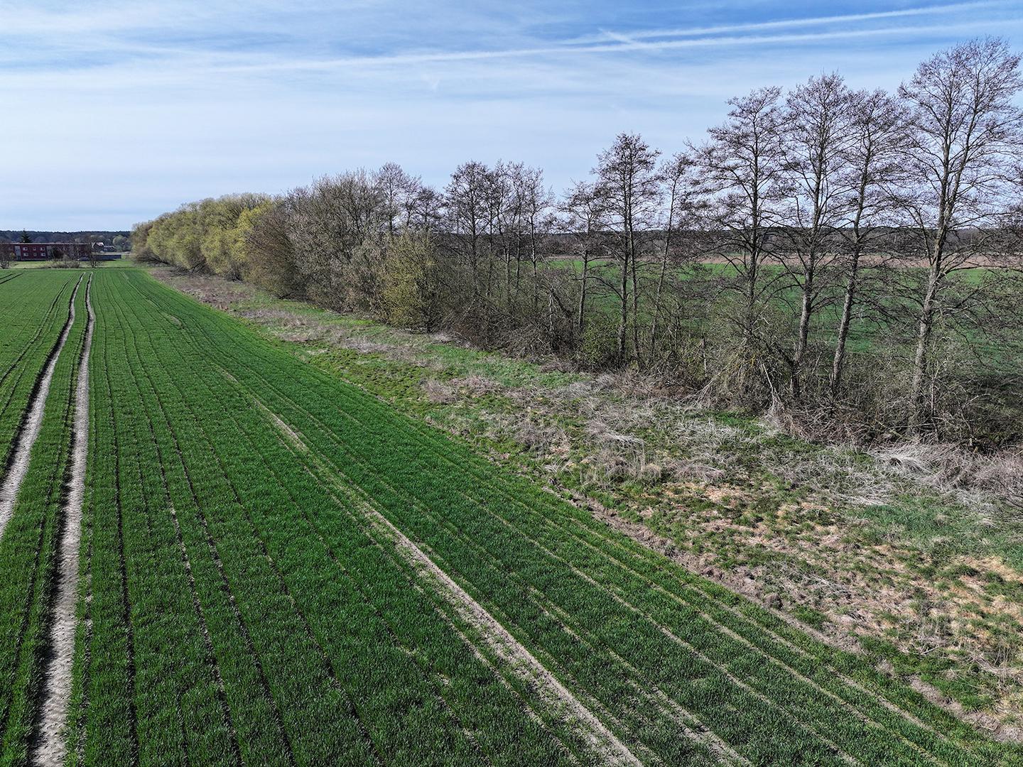 Blick auf Acker + Baumbestand 