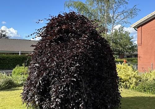 Gartenansicht 