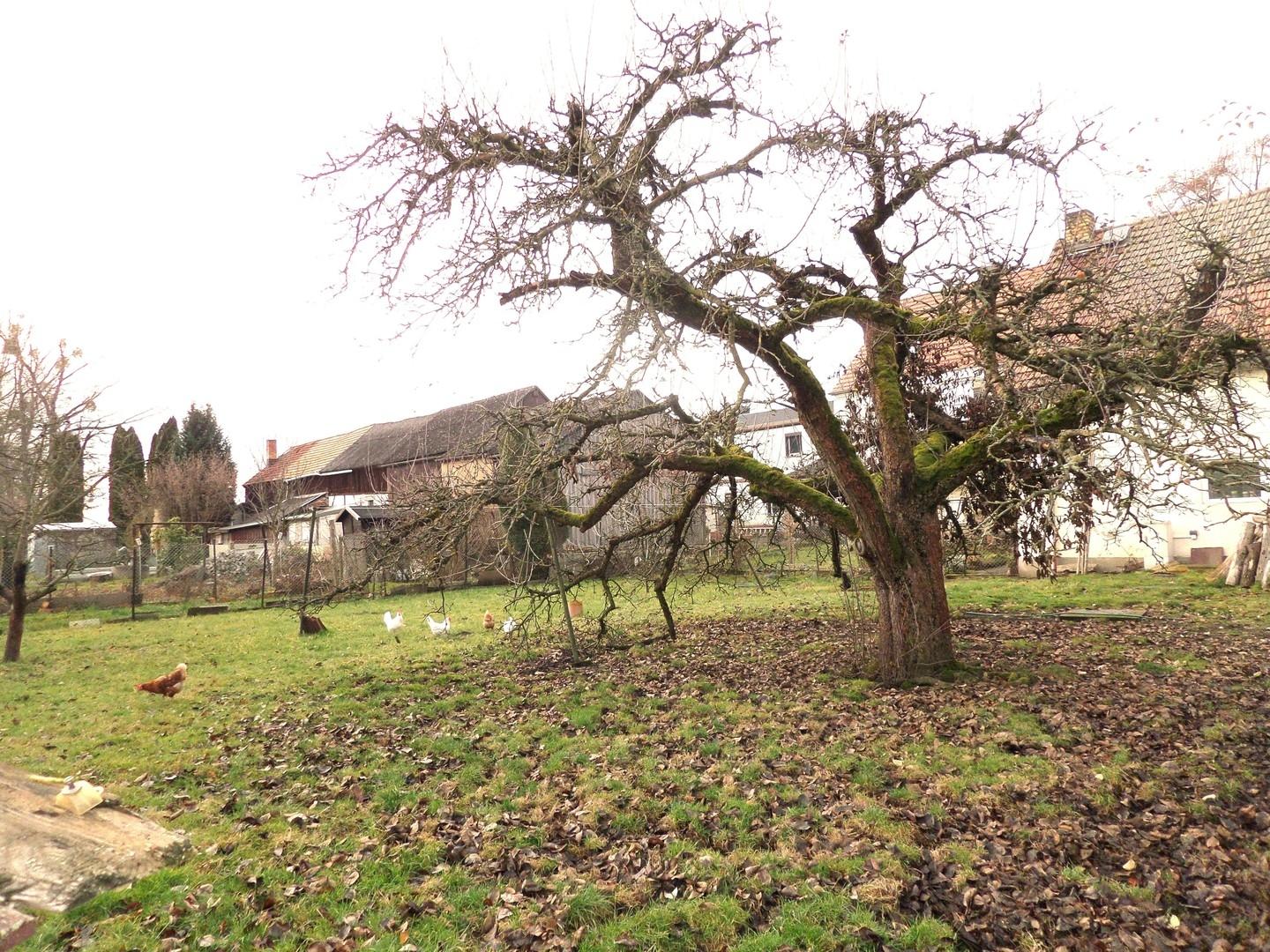 Gartenausschnitt III
