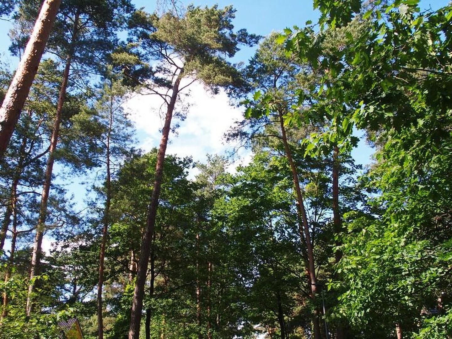 unmittelbare Straßenbäume