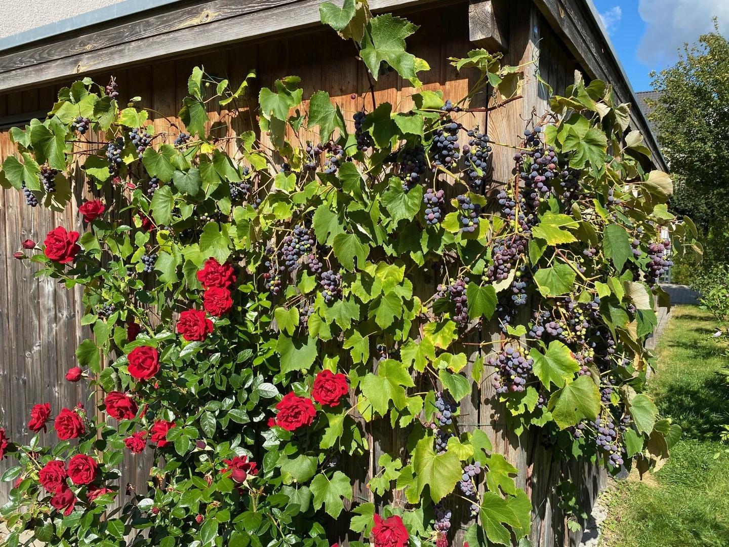 Schuppen mit Weinstock