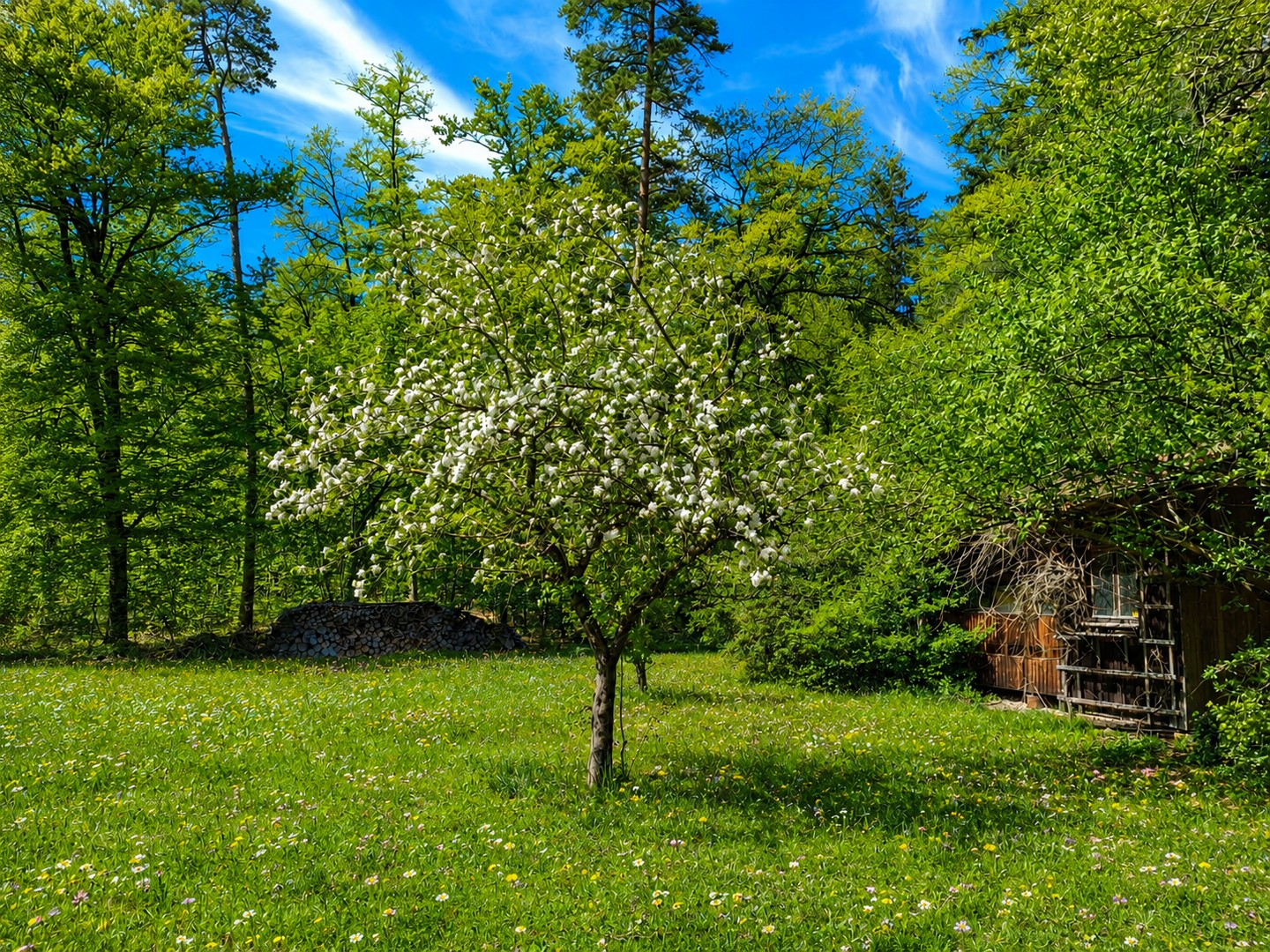 Blick Richtung Wald/Bienenhaus