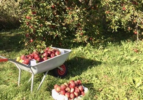 Separater Obstgarten