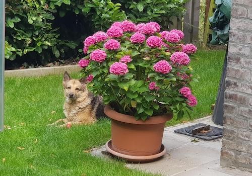 Hund fühlt sich auch wohl!