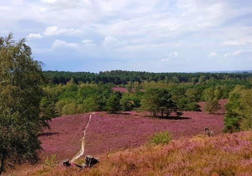 Fischbeker Heide - nebenan