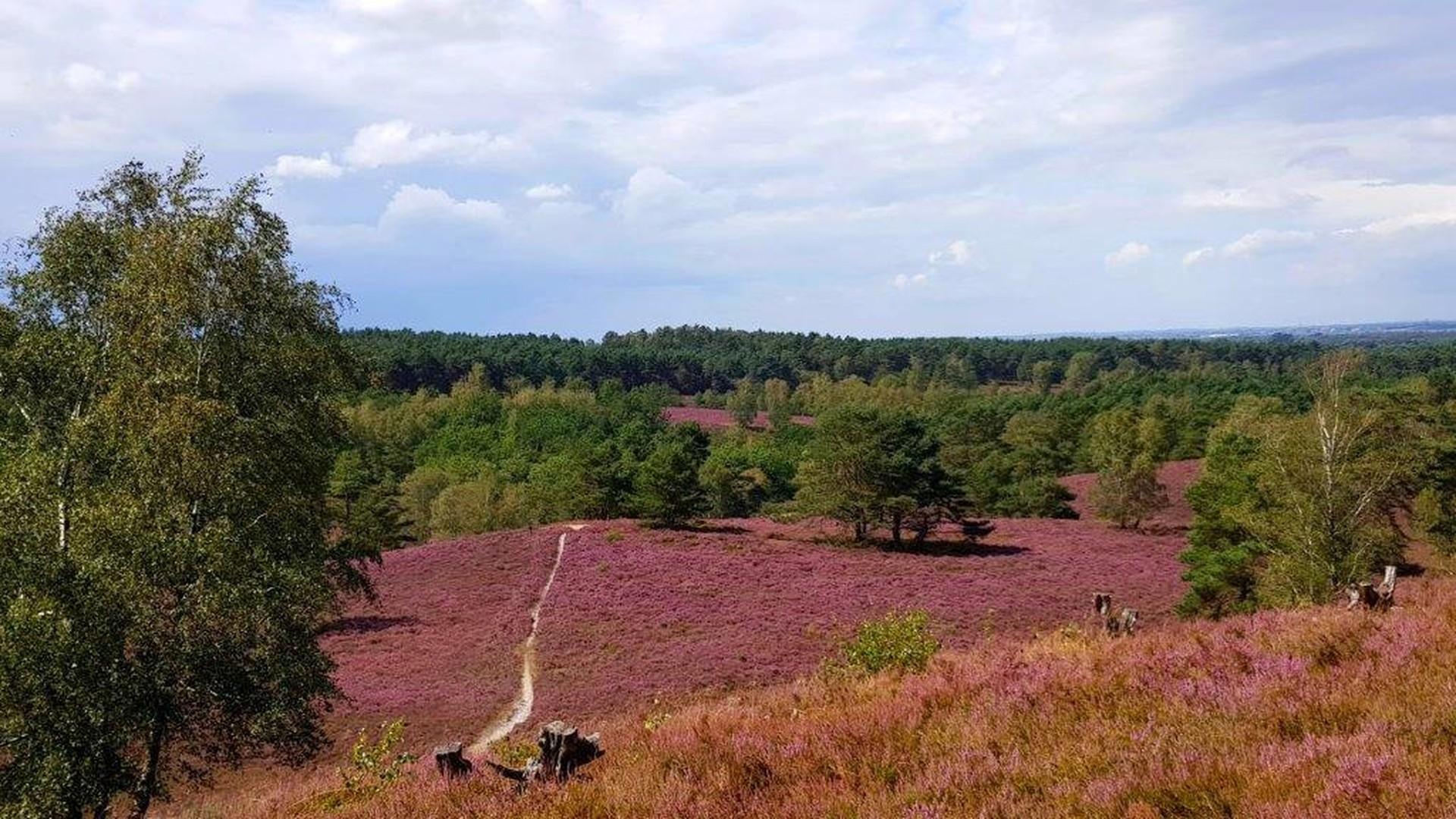 Fischbeker Heide - nebenan