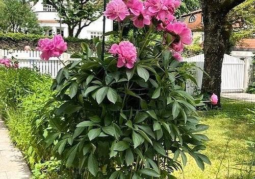 vordere Garten