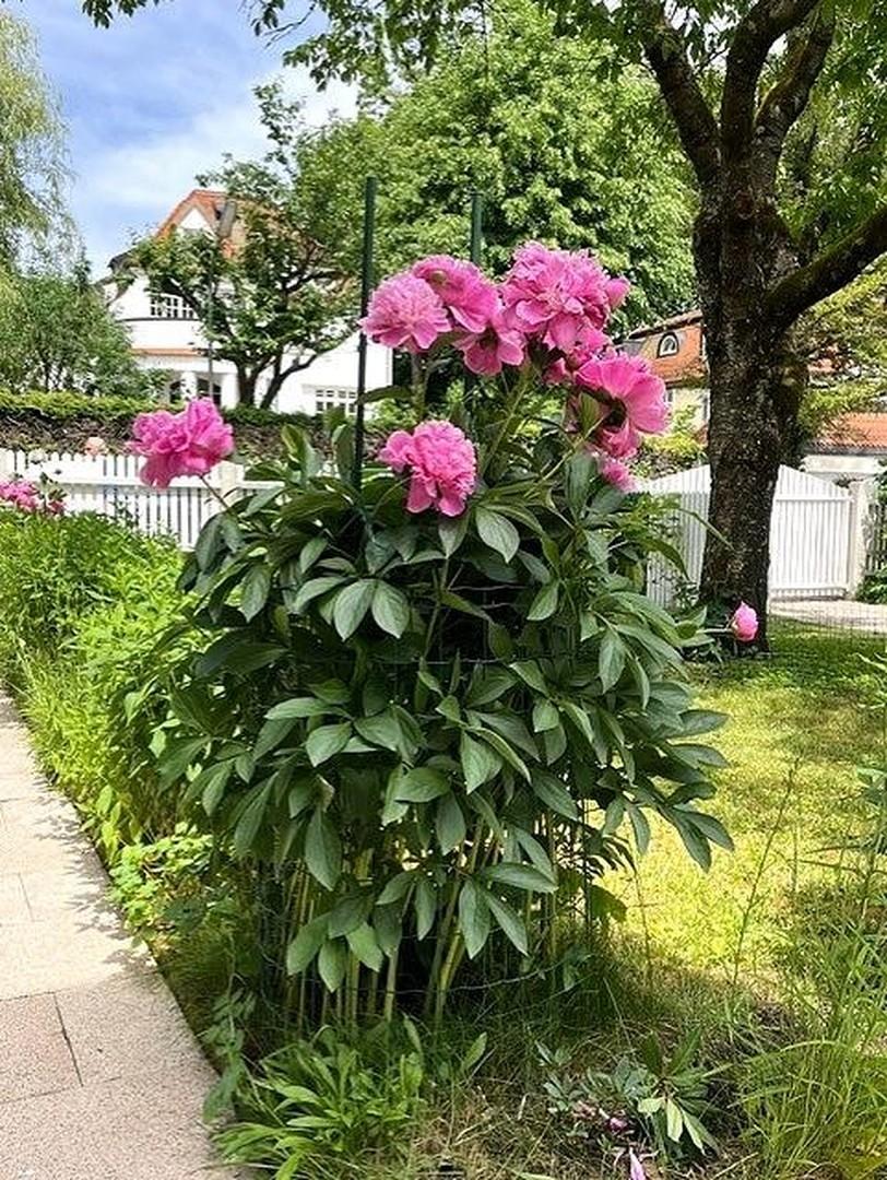 vordere Garten