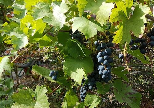Weinrebe